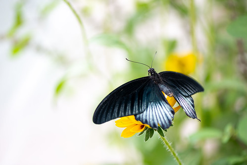 Butterfly ©  kuhnmi