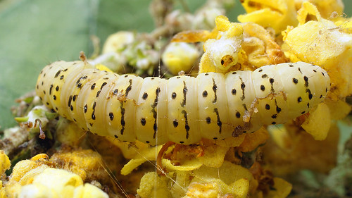 Cucullia lychnitis (larva) - Striped lychnis (caterpillar) ©  Ilia Ustyantsev