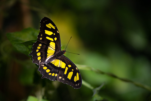 Schmetterling ©  kuhnmi