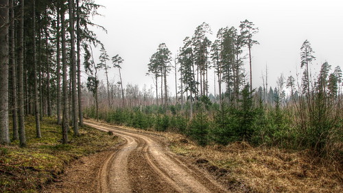 Road Through The Pines ©  Егор Журавлёв