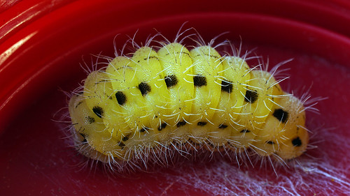 Zygaena ephialtes (larva) -  ©  Ilia Ustyantsev