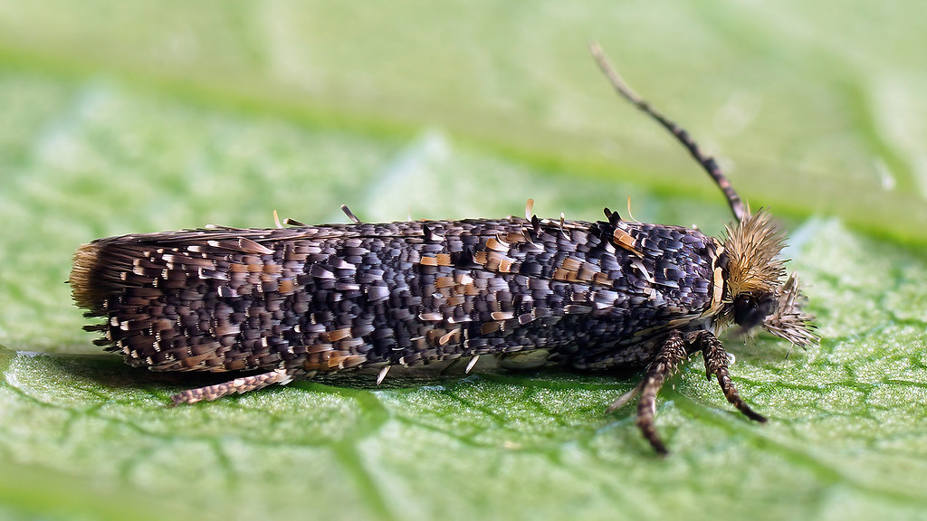 : Ochsenheimeria vacculella - Cereal stem moth -   