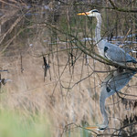 Grey Heron fishing on the reen bank