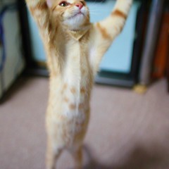 catjump 空飛ぶ猫 cat 猫 ネコ ねこ 茶トラ Redtabby Orangetabby 毛並み fur coat ひげ whiskers 日本 Japan ivvaDOTinfo ivva