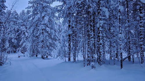 Snow covered trees ©  Egor Plenkin
