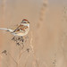 Bruant hudsonien / American Tree Sparrow [Spizella arborea]