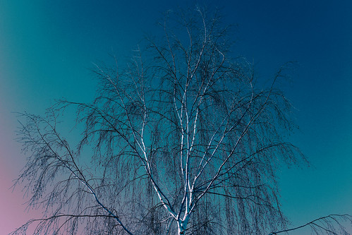 #Birch in the winter ©  NO PHOTOGRAPHER