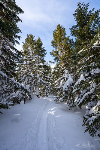 Winter forest trail ©  Raita Futo