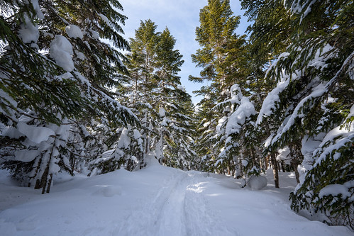 Snowy pine forest ©  Raita Futo