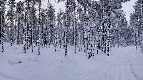 Snow covered forest ©  Egor Plenkin