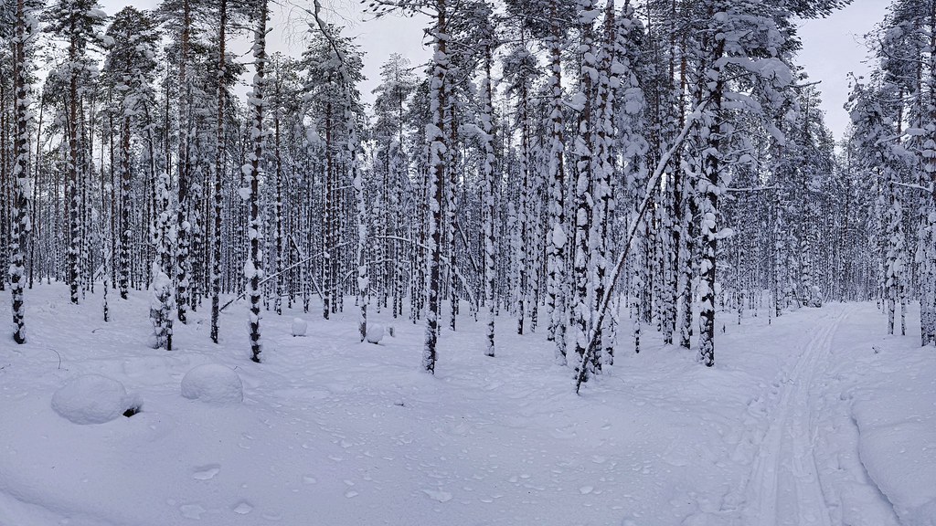: Snow covered forest