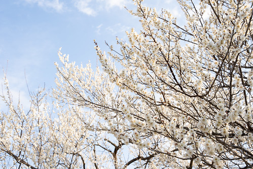 Kairakuen Plum Bloosoms ©  Raita Futo