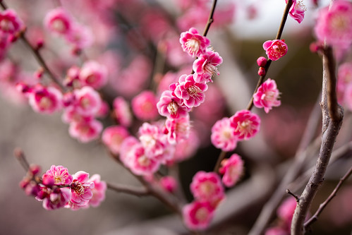 Japanese plum ©  Raita Futo