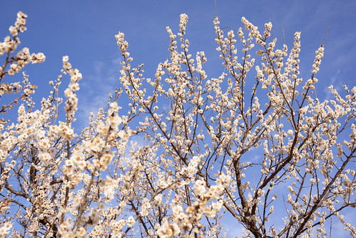 Plum blossoms ©  Raita Futo