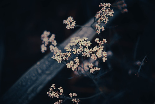 #flowers ©  NO PHOTOGRAPHER