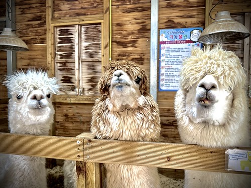 Alpaca trio I,   Daegwallyeong Sunsu Sheep Ranch, Pyeongchang-gun, Gangwon-do, South Korea ©  Sharon Hahn Darlin