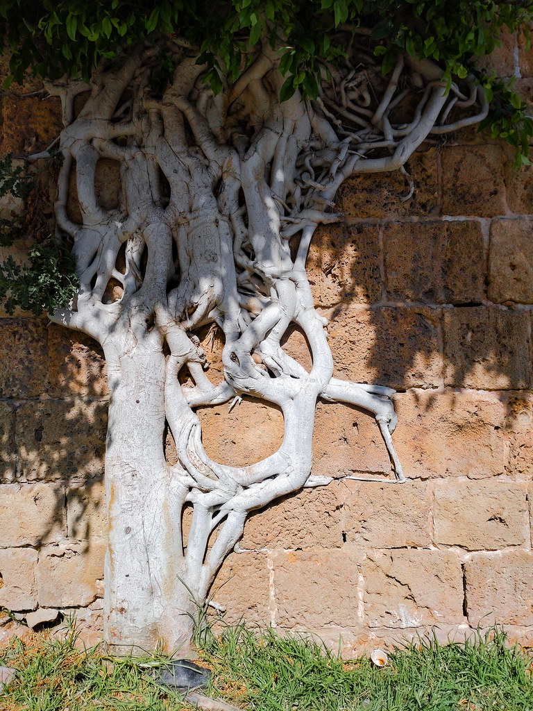 фото: Старинное дерево
