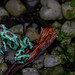iridescent green spotted poison dart frog