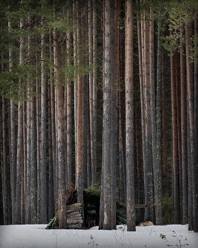 Pine forest ©  Egor Plenkin