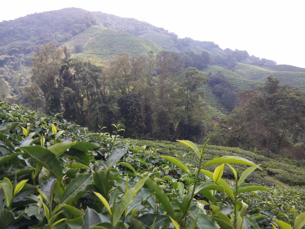 фото: Tea plantation / Tanah Rata, Malaysia