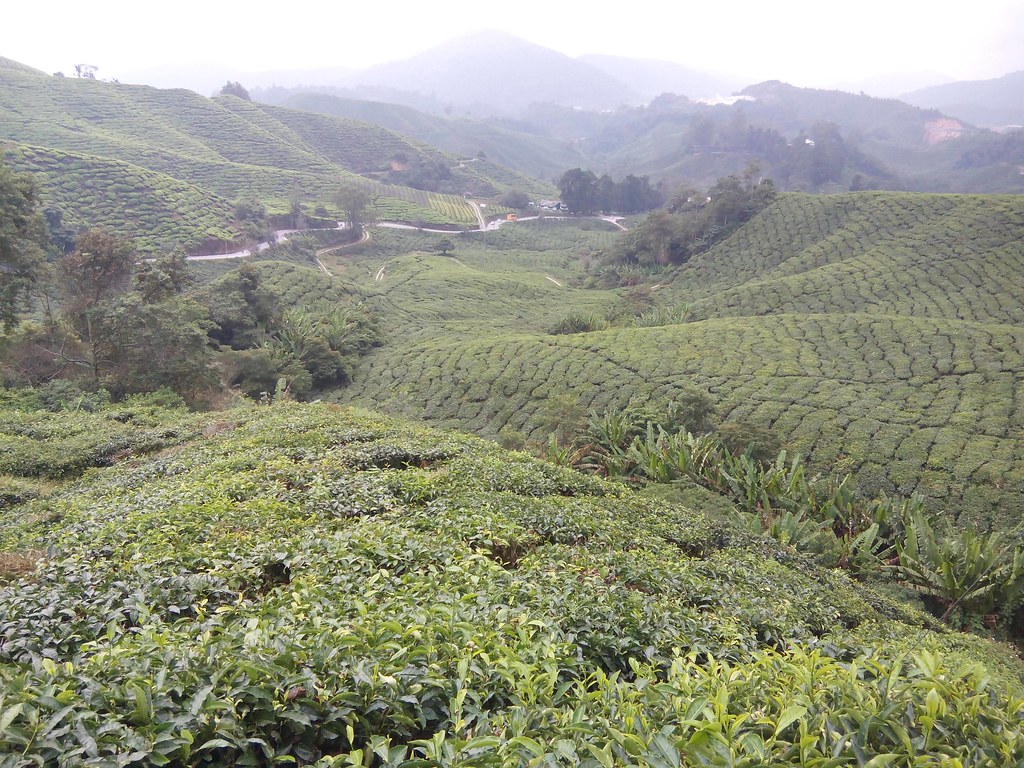 фото: Tea plantation / Tanah Rata, Malaysia