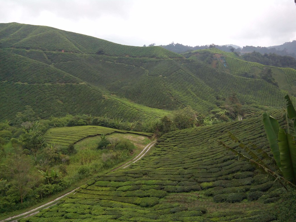: Tea plantation / Tanah Rata, Malaysia