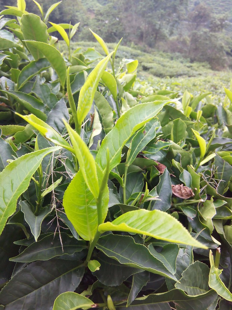фото: Camellia sinensis / Tea plantation in Tanah Rata, Malaysia