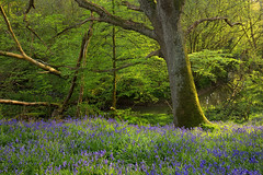 The Secret Bluebell Woods of Sussex