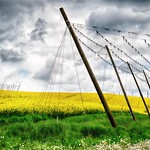 Hop fields and rapeseed (explored)
