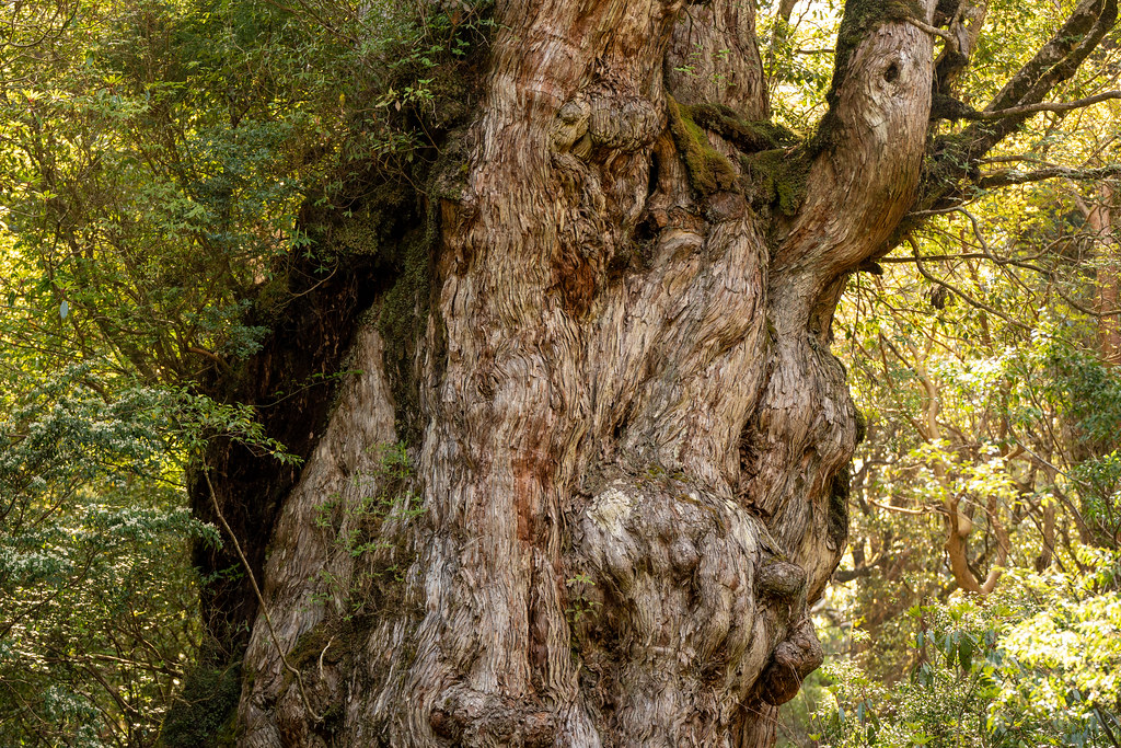 фото: The Jomonsugi Cedar tree