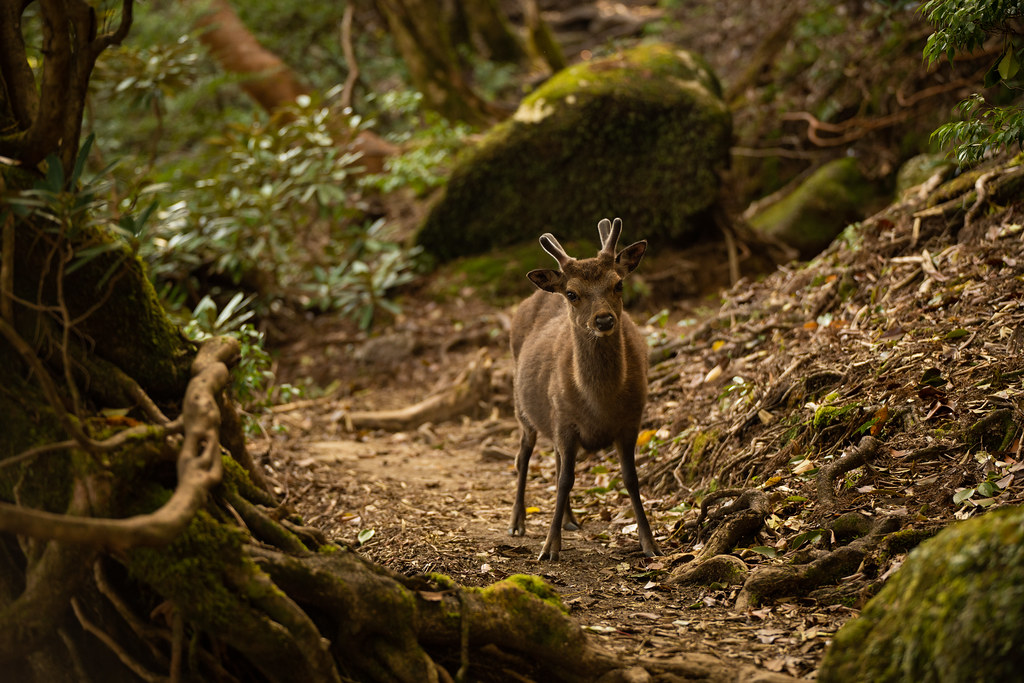 фото: Deer welcomes hikers