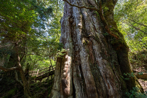 Kigen Cedar Tree ©  Raita Futo