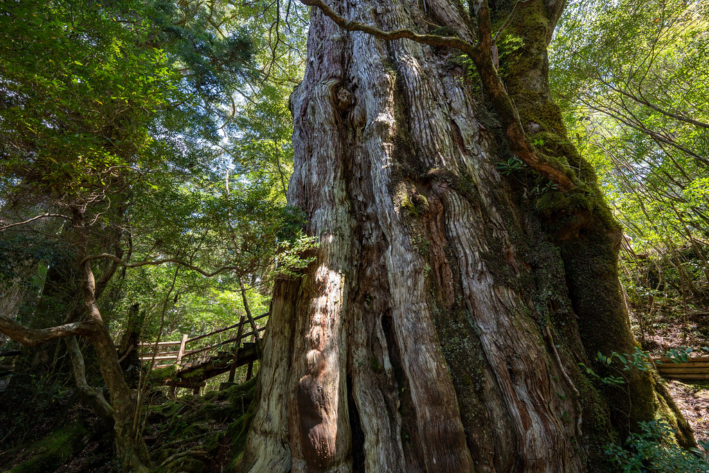 фото: Kigen Cedar Tree
