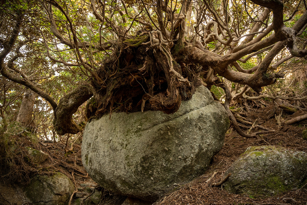 фото: Tree growing on a rock