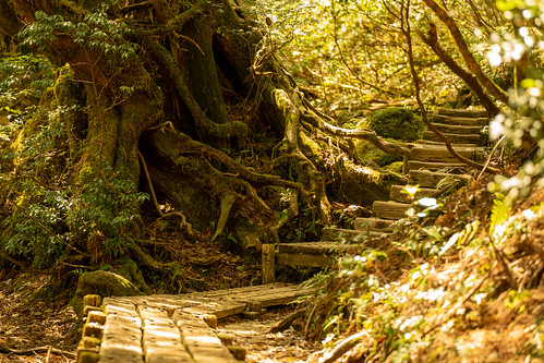Yakushima trail ©  Raita Futo