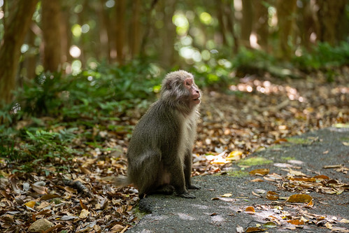 Yakushima monkey ©  Raita Futo