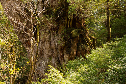 The Jomonsugi Cedar tree ©  Raita Futo