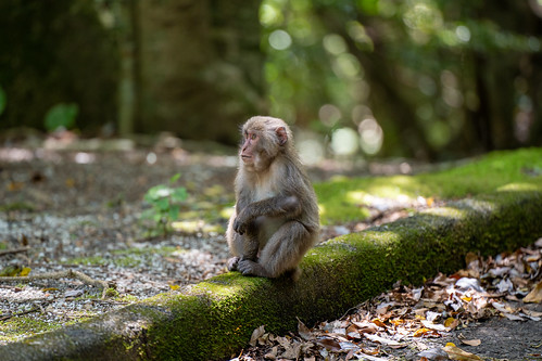 Yakushima monkey ©  Raita Futo