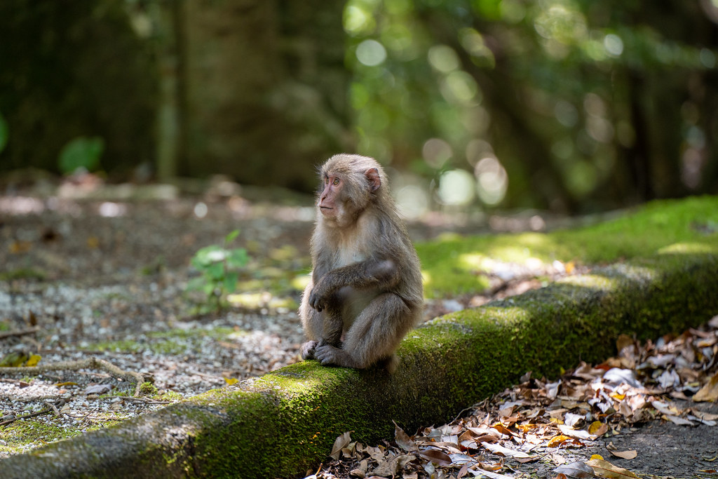 : Yakushima monkey