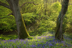 Ancient Bluebell Forest