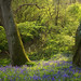 Ancient Bluebell Forest