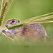 Everything green tastes good:  Europäischer Ziesel (Spermophilus citellus) - European ground squirrel  ·  ·  ·   (R5B_8570)  ·  ·  *explored*