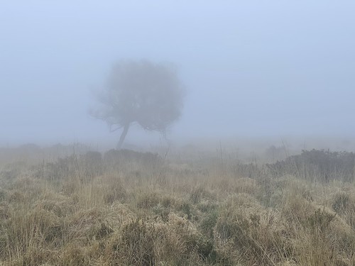 Fog in Dartmoor ©  Dmitry Djouce