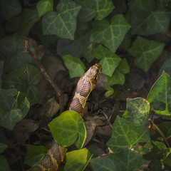 Snake in foliage