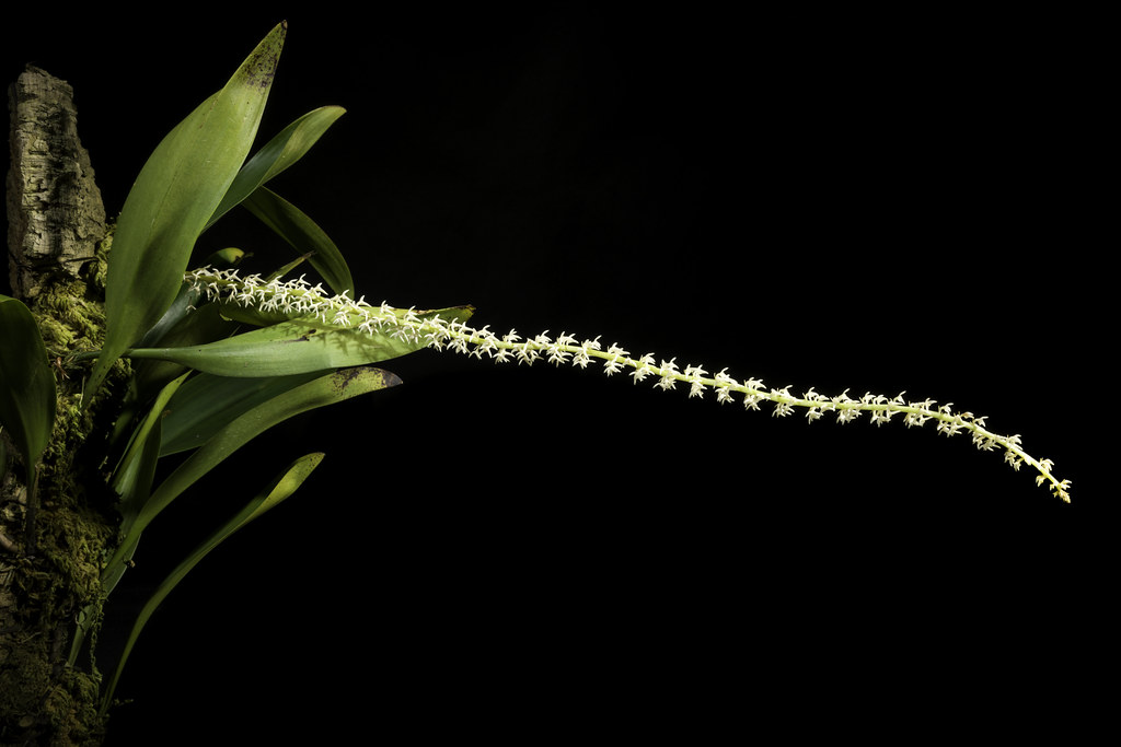 : Bulbophyllum sp. Borneo