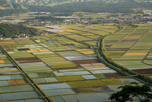 Rice fields ©  Raita Futo