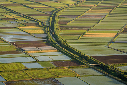 Rice fields ©  Raita Futo
