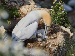 Gannet Parents