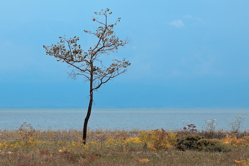 Lone tree ©  Dmitry Kolesnikov