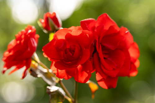 Kuju roses ©  Raita Futo